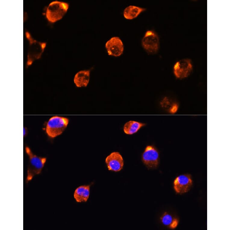 Immunofluorescence - Anti-Milk Fat Globule 1 Antibody (A90406) - Antibodies.com