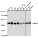 Western Blot - Anti-ARMC6 Antibody (A90408) - Antibodies.com