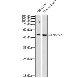 Western Blot - Anti-C9orf72 Antibody (A90409) - Antibodies.com
