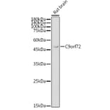 Western Blot - Anti-C9orf72 Antibody (A90409) - Antibodies.com