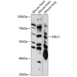 Western Blot - Anti-CBLL1 Antibody (A90410) - Antibodies.com