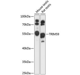 Western Blot - Anti-TRIM59 Antibody (A90415) - Antibodies.com