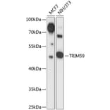 Western Blot - Anti-TRIM59 Antibody (A90415) - Antibodies.com