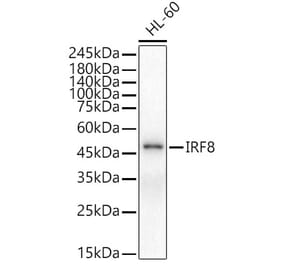 Western Blot - Anti-IRF8 Antibody (A90418) - Antibodies.com