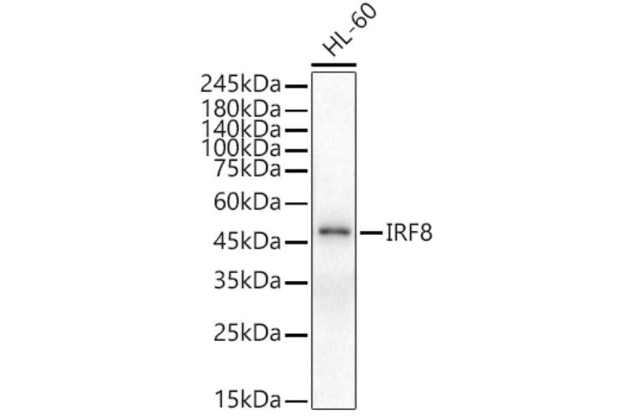 Western Blot - Anti-IRF8 Antibody (A90418) - Antibodies.com