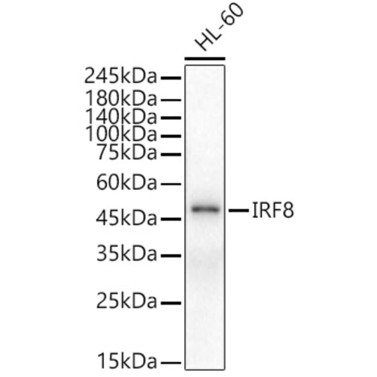 Western Blot - Anti-IRF8 Antibody (A90418) - Antibodies.com
