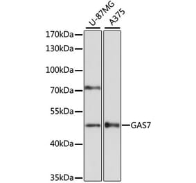 Western Blot - Anti-GAS-7 Antibody (A90420) - Antibodies.com