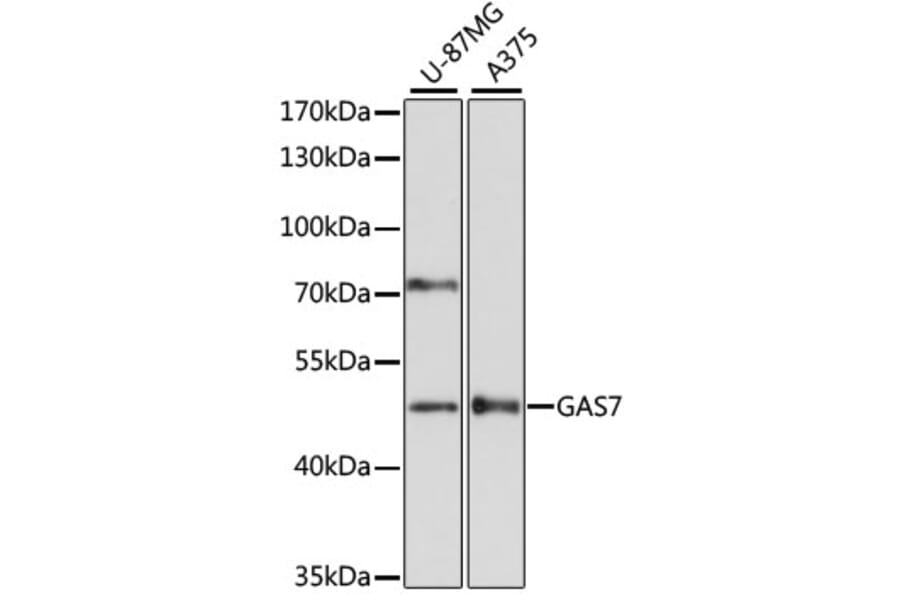 Western Blot - Anti-GAS-7 Antibody (A90420) - Antibodies.com