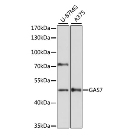 Western Blot - Anti-GAS-7 Antibody (A90420) - Antibodies.com