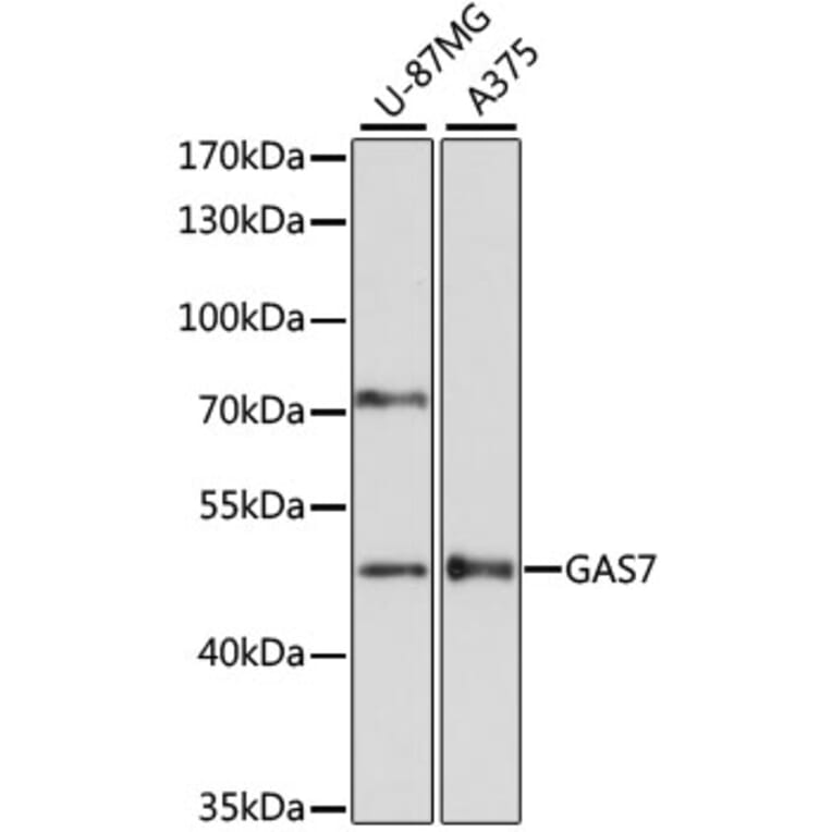 Western Blot - Anti-GAS-7 Antibody (A90420) - Antibodies.com