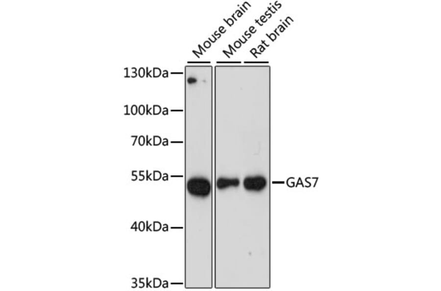 Western Blot - Anti-GAS-7 Antibody (A90420) - Antibodies.com