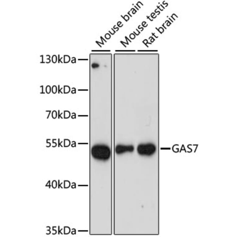 Western Blot - Anti-GAS-7 Antibody (A90420) - Antibodies.com