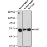 Western Blot - Anti-GAS-7 Antibody (A90420) - Antibodies.com