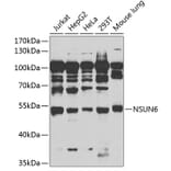 Western Blot - Anti-NSUN6 Antibody (A90426) - Antibodies.com