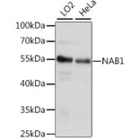 Western Blot - Anti-NAB1 Antibody (A90431) - Antibodies.com
