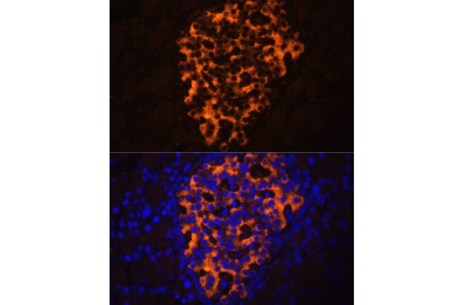 Immunofluorescence - Anti-PNLIPRP2 Antibody (A90432) - Antibodies.com