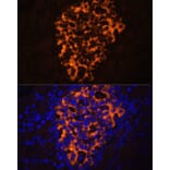 Immunofluorescence - Anti-PNLIPRP2 Antibody (A90432) - Antibodies.com