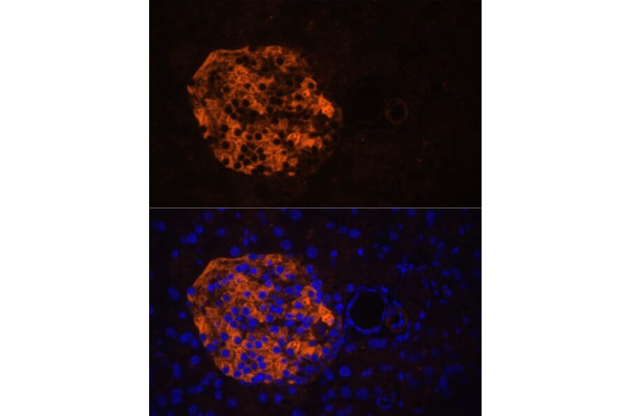 Immunofluorescence - Anti-PNLIPRP2 Antibody (A90432) - Antibodies.com