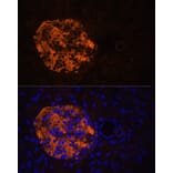 Immunofluorescence - Anti-PNLIPRP2 Antibody (A90432) - Antibodies.com