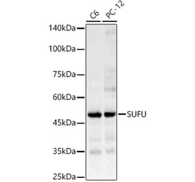 Western Blot - Anti-SUFU Antibody (A90436) - Antibodies.com