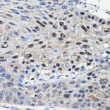 Immunohistochemistry - Anti-SUFU Antibody (A90436) - Antibodies.com