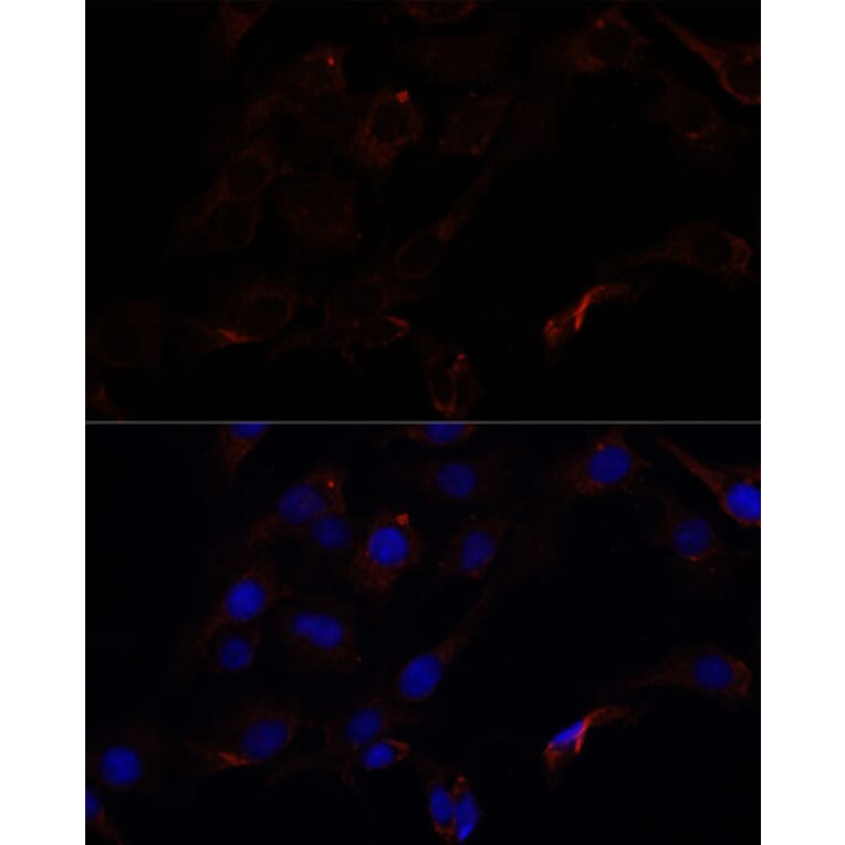 Immunofluorescence - Anti-Septin 8 Antibody (A90437) - Antibodies.com