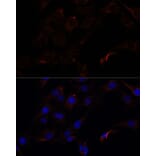 Immunofluorescence - Anti-Septin 8 Antibody (A90437) - Antibodies.com