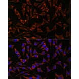 Immunofluorescence - Anti-Septin 8 Antibody (A90437) - Antibodies.com