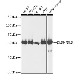 Western Blot - Anti-Lipoamide Dehydrogenase Antibody (A90439) - Antibodies.com