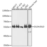 Western Blot - Anti-Lipoamide Dehydrogenase Antibody (A90439) - Antibodies.com