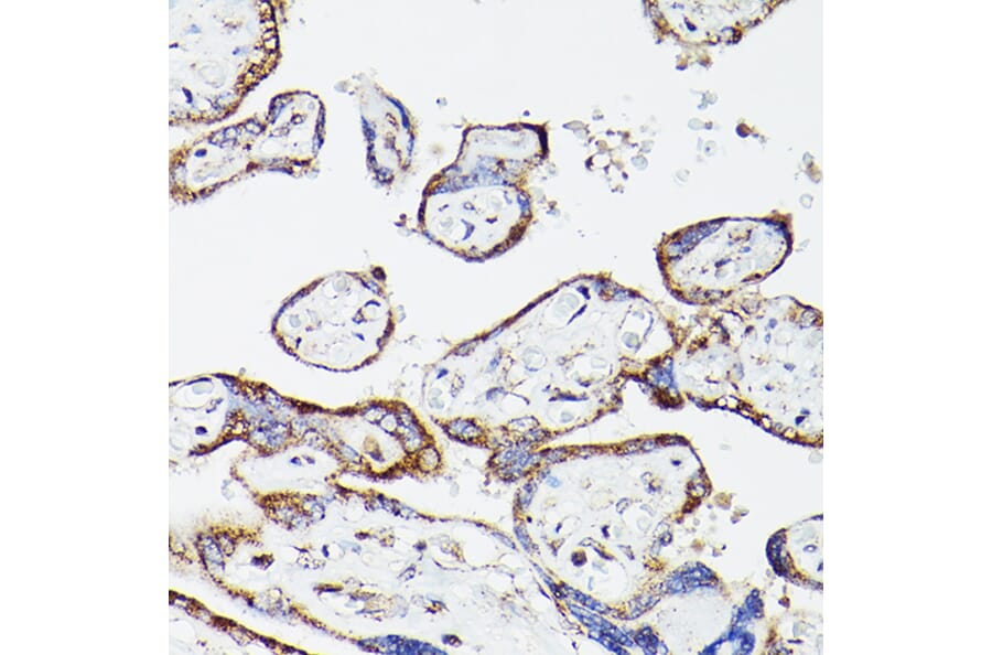 Immunohistochemistry - Anti-Lipoamide Dehydrogenase Antibody (A90439) - Antibodies.com