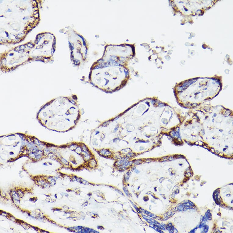 Immunohistochemistry - Anti-Lipoamide Dehydrogenase Antibody (A90439) - Antibodies.com