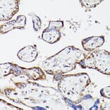 Immunohistochemistry - Anti-Lipoamide Dehydrogenase Antibody (A90439) - Antibodies.com