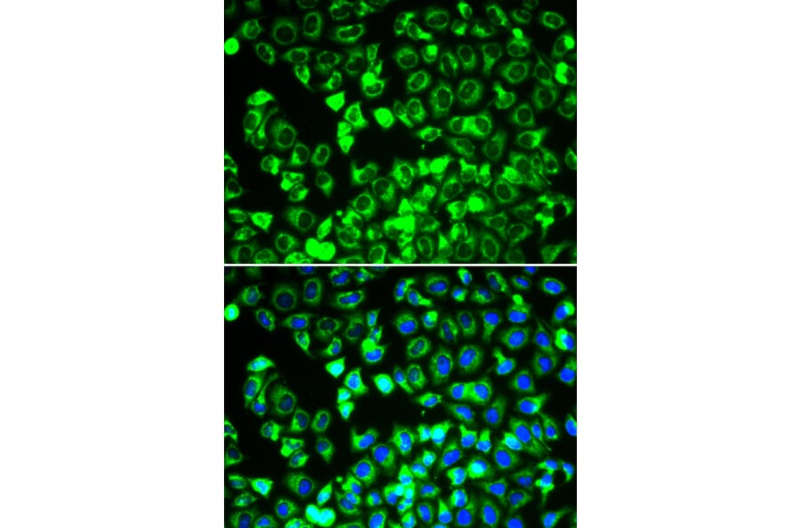 Immunofluorescence - Anti-Lipoamide Dehydrogenase Antibody (A90439) - Antibodies.com