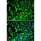 Immunofluorescence - Anti-Lipoamide Dehydrogenase Antibody (A90439) - Antibodies.com