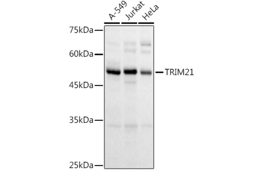 Western Blot - Anti-TRIM21/SS-A Antibody (A90443) - Antibodies.com