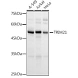 Western Blot - Anti-TRIM21/SS-A Antibody (A90443) - Antibodies.com