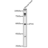 Western Blot - Anti-Pea3 Antibody (A90444) - Antibodies.com
