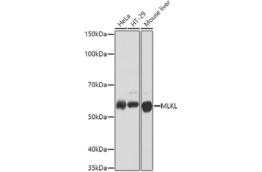 Western Blot - Anti-MLKL Antibody (A90445) - Antibodies.com