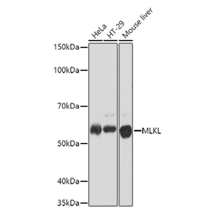 Western Blot - Anti-MLKL Antibody (A90445) - Antibodies.com