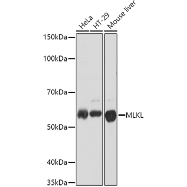 Western Blot - Anti-MLKL Antibody (A90445) - Antibodies.com