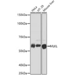 Western Blot - Anti-MLKL Antibody (A90445) - Antibodies.com
