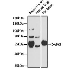 Western Blot - Anti-ZIP Kinase Antibody (A90446) - Antibodies.com