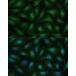 Immunofluorescence - Anti-ZIP Kinase Antibody (A90446) - Antibodies.com
