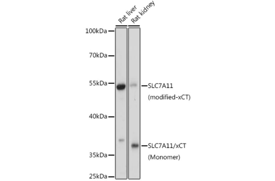 Western Blot - Anti-xCT Antibody (A90450) - Antibodies.com