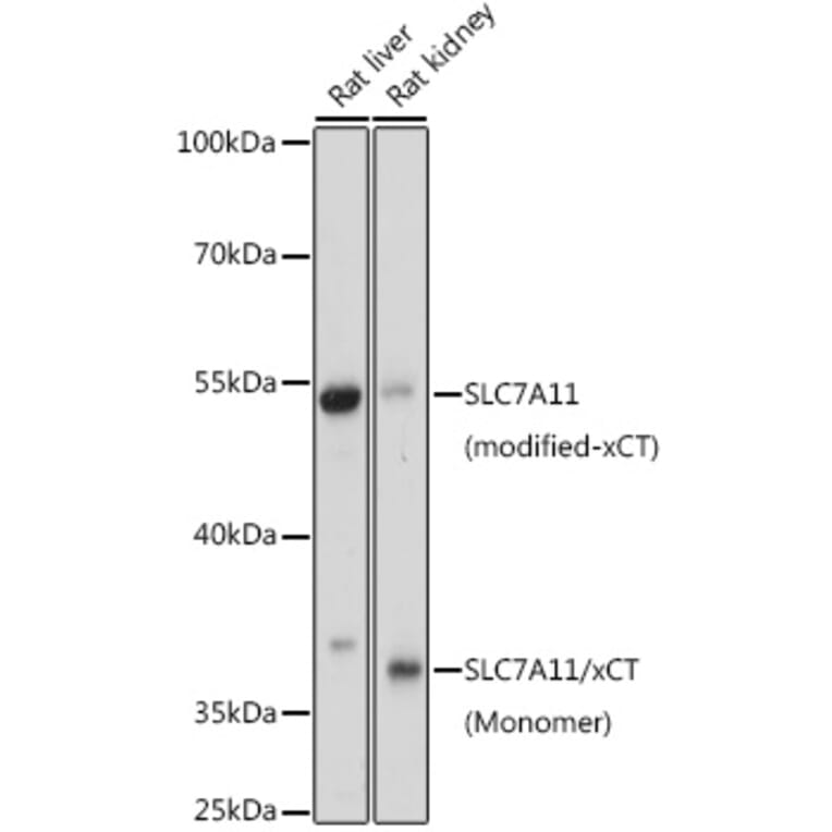 Western Blot - Anti-xCT Antibody (A90450) - Antibodies.com