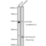 Western Blot - Anti-xCT Antibody (A90450) - Antibodies.com