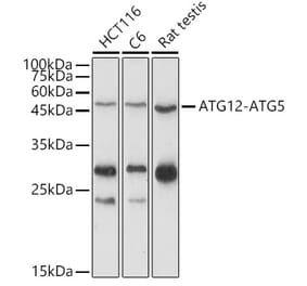 Western Blot - Anti-ATG12 Antibody (A90451) - Antibodies.com