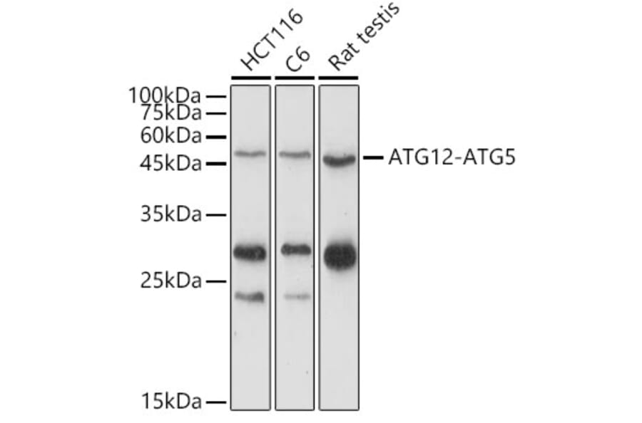 Western Blot - Anti-ATG12 Antibody (A90451) - Antibodies.com