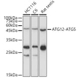 Western Blot - Anti-ATG12 Antibody (A90451) - Antibodies.com